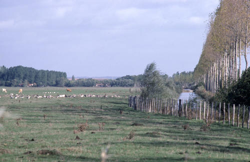Le Poiré-sur-Velluire - Oies et bovins pâturent sur le Marais communal. Marais poitevin