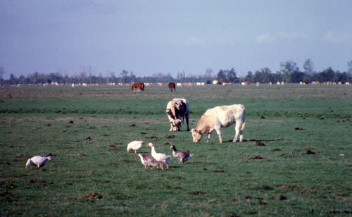 Le Poiré-sur-Velluire - Oies et bovins et chevaux pâturent sur le Marais communal. Marais poitevin