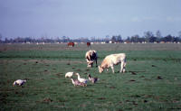 3408 Le Poiré-sur-Velluire - Oies et bovins et chevaux pâturent sur le Marais communal. Marais poitevin 