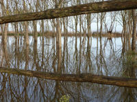 3421 Triaize - Le marais inondé, décembre 2012. Marais poitevin 