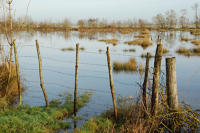 3424 Triaize - Le marais inondé, décembre 2012. Marais poitevin 
