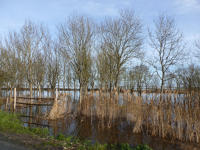 3426 Triaize - Le marais inondé, décembre 2012. Marais poitevin 