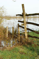 3428 Triaize - Le marais inondé, décembre 2012. Marais poitevin 