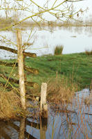 3429 Triaize - Le marais inondé, décembre 2012. Marais poitevin 