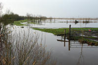 3430 Triaize - Le marais inondé, décembre 2012. Marais poitevin 