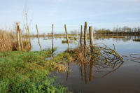 3431 Triaize - Le marais inondé, décembre 2012. Marais poitevin 