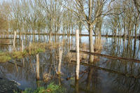 3432 Triaize - Le marais inondé, décembre 2012. Marais poitevin 