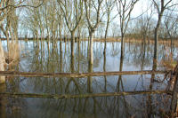3433 Triaize - Le marais inondé, décembre 2012. Marais poitevin 