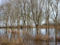 3438 Triaize - Le marais inondé, décembre 2012. Marais poitevin 