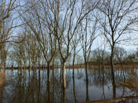 3439 Triaize - Le marais inondé, décembre 2012. Marais poitevin 