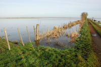 3441 Triaize - Le marais inondé, décembre 2012. Marais poitevin 