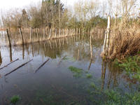 3442 Triaize - Le marais inondé, décembre 2012. Marais poitevin 