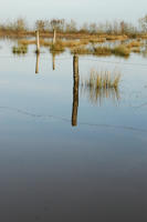 3445 Triaize - Le marais inondé, décembre 2012. Marais poitevin 