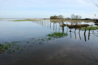 3448 Triaize - Le marais inondé, décembre 2012. Marais poitevin 