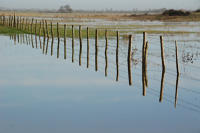 3449 Triaize - Le marais inondé, décembre 2012. Marais poitevin 