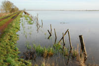 3451 Triaize - Le marais inondé, décembre 2012. Marais poitevin 