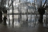 3456 Le Vanneau-Irleau - Le marais inondé, décembre 2012. Marais poitevin 