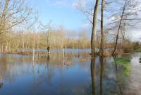 3459 Le Vanneau-Irleau - Le marais inondé, décembre 2012. Marais poitevin 