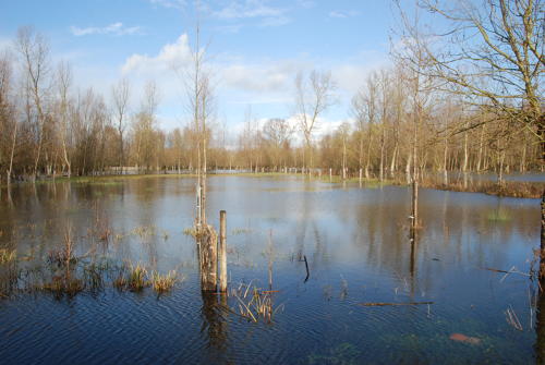 Le Vanneau-Irleau - Le marais inondé, décembre 2012. Marais poitevin