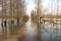 3472 Le Vanneau-Irleau - Le marais inondé, décembre 2012. Marais poitevin 
