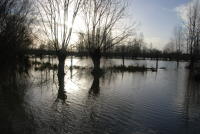3473 Le Vanneau-Irleau - Le marais inondé, décembre 2012. Marais poitevin 