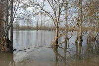 3474 Le Vanneau-Irleau - Le marais inondé, décembre 2012. Marais poitevin 