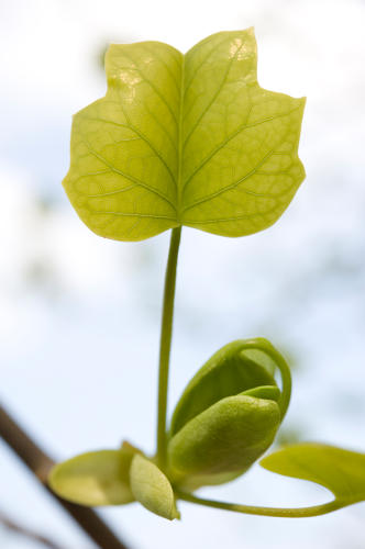 Jeunes feuilles du Tulipier de Virginie