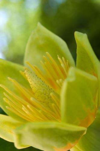 Fleur de Tulipier de Virginie