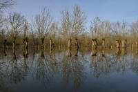 3541 Sainte-Christine. Inondations décembre 2012. Marais poitevin 
