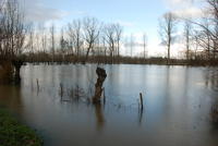 3602 Le Vanneau-Irleau - Le marais inondé, décembre 2012. Marais poitevin 
