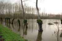 3606 Le Vanneau-Irleau - Le marais inondé, décembre 2012. Marais poitevin 