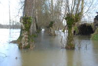 3618 Le Vanneau-Irleau - Le marais inondé, décembre 2012. Marais poitevin 