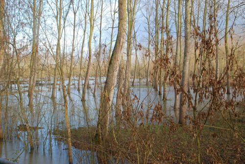 Le Vanneau-Irleau - Le marais inondé, décembre 2012. Marais poitevin