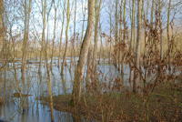 3621 Le Vanneau-Irleau - Le marais inondé, décembre 2012. Marais poitevin 
