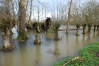 3623 Le Vanneau-Irleau - Le marais inondé, décembre 2012. Marais poitevin 