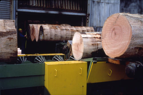 Le Vanneau-Irleau - Déroulage du bois, entreprise Allin. Marais poitevin