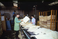 3629 Maillé - Fabrication d'emballage en peuplier à l'usine Richard. Marais poitevin 