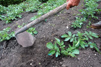 3650 Jardinage dans le Marais poitevin - Chausser les pommes de terre avec la bouelle 
