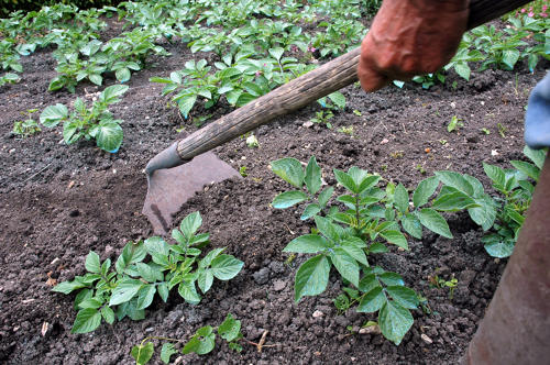Jardinage dans le Marais poitevin - Chausser les pommes de terre avec la bouelle