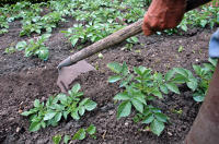 3651 Jardinage dans le Marais poitevin - Chausser les pommes de terre avec la bouelle 