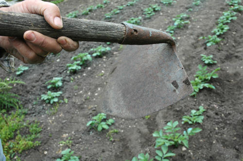 Jardinage dans le Marais poitevin - Chausser les pommes de terre avec la bouelle