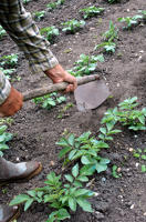 3653 Jardinage dans le Marais poitevin - Chausser les pommes de terre avec la bouelle 
