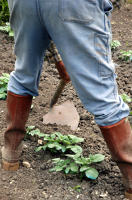 3655 Jardinage dans le Marais poitevin - Chausser les pommes de terre avec la bouelle 