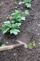 3689 Jardinage dans le Marais poitevin - Sarcler les pommes de terres avec la sarclette 
