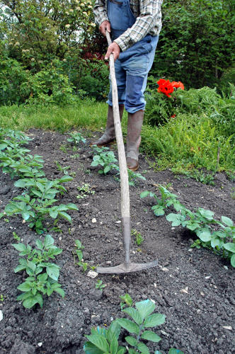 Jardinage dans le Marais poitevin - Sarcler les pommes de terres avec la sarclette