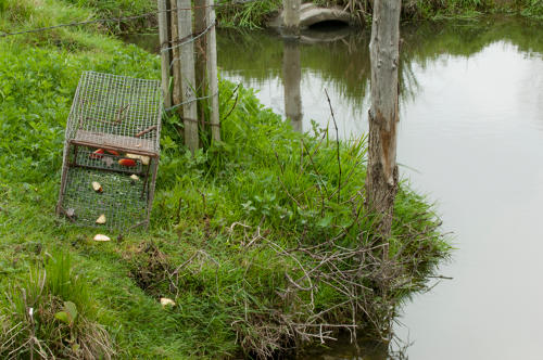 Le Mazeau - Piège cage pour piéger le ragondin. Marais poitevin