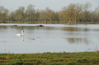 3766 Triaize - Le marais inondé. Marais poitevin 
