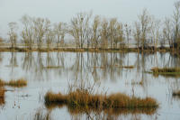 3767 Triaize - Le marais inondé. Marais poitevin 