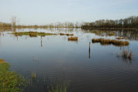3768 Triaize - Le marais inondé. Marais poitevin 