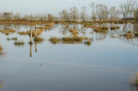 3769 Triaize - Le marais inondé. Marais poitevin 